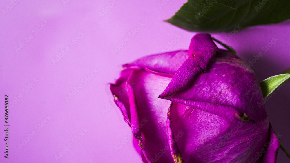 Part of a lilac rose on a light background. Drying rose petal. Beautiful big bud. Use for postcards. Place for your text. Selective focus.
