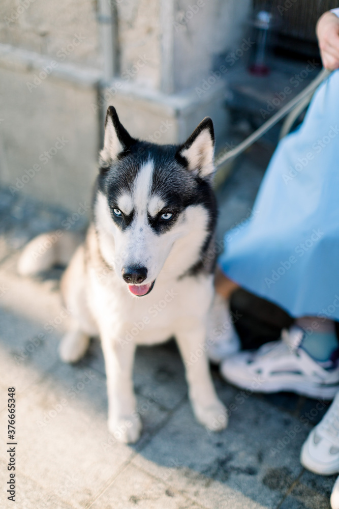 Cropped image of cute adorable husky dog, walking with young couple in the city, at summer sunny day Cropped image of cute adorable husky dog, walking with young couple in the city, at summer sunny day