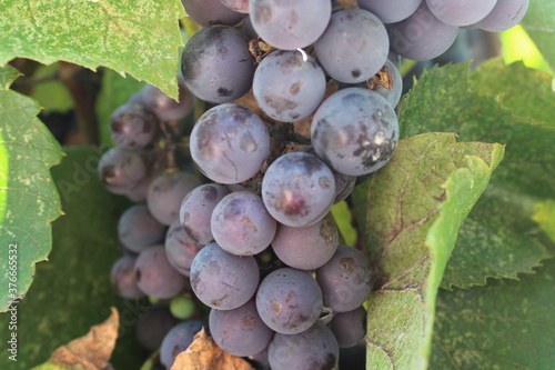 Grapes in the vine waiting to be harvested