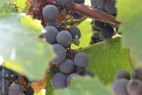 Grapes in the vine waiting to be harvested
