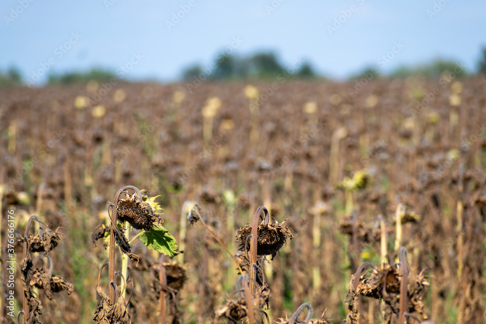 Obraz premium Ripened sunflowers on field