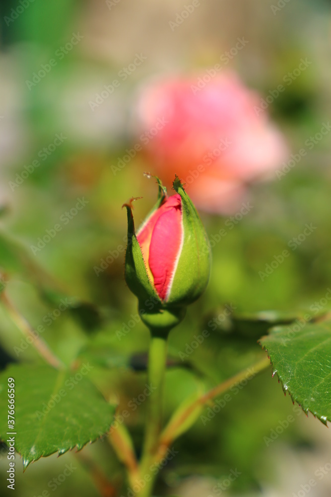 Rosas Rosas