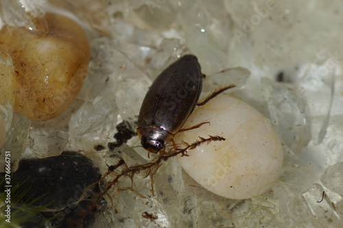 A predaceous diving beetle (Rhantus suturalis) in a pond. Family Dytiscidae. Netherlands, June