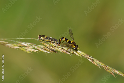 Two long hoverflies, Common Globetail (Sphaerophoria scripta),  family Syrphidae on grass in a Dutch garden. Summer, Netherlands, June photo