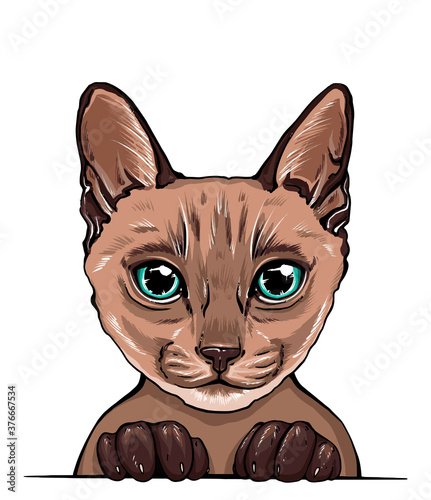 hand-drawn vector portrait of a cat. colorful portrait of a cat muzzle. cat portrait beautiful eyes minimalistic graphic illustration. feline fluffy portrait of a thoroughbred pet. Siamese cat