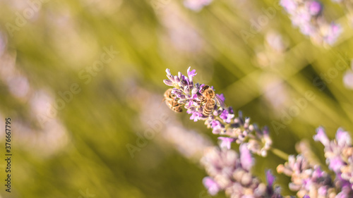 Close look at beautiful lavender field, popular tourist attraction, nice for walking by the sunset. The flowers are really purple.