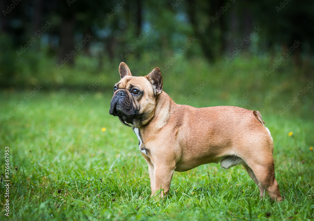 French bulldog posing outside in green background. Purebreed bulldog standing French bulldog posing outside in green background. Purebreed bulldog standing