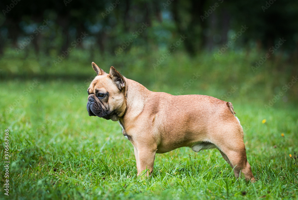 French bulldog posing outside in green background. Purebreed bulldog standing	