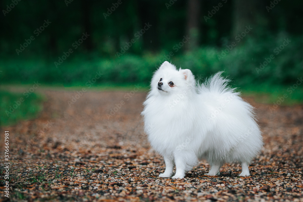 Fototapeta premium Pomeranian white dog posing in green park outside. Happy pomeranian face