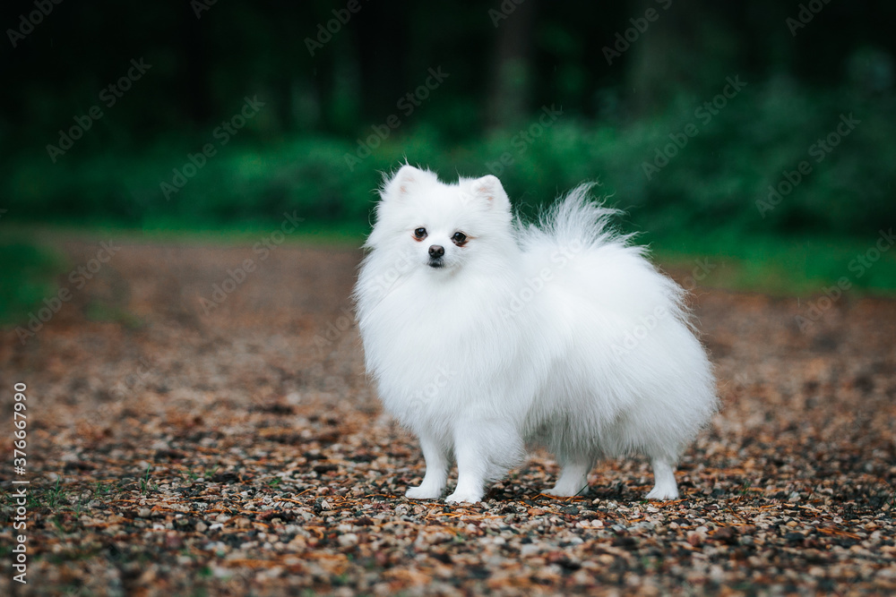 Pomeranian white dog posing in green park outside. Happy pomeranian face Pomeranian white dog posing in green park outside. Happy pomeranian face