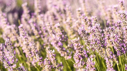 Close look at beautiful lavender field, popular tourist attraction, nice for walking by the sunset. The flowers are really purple.