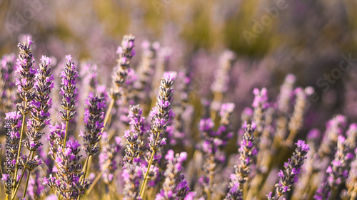 Fototapeta Naklejka Na Ścianę i Meble -  Close look at beautiful lavender field, popular tourist attraction, nice for walking by the sunset. The flowers are really purple.