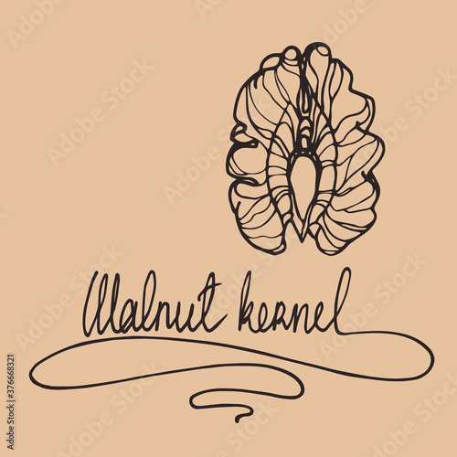 part of a walnut kernel with lettering, an element of a decorative ornament or pattern, for logo, emblem, vector illustration with contour lines on color background in a doodle & hand drawn style