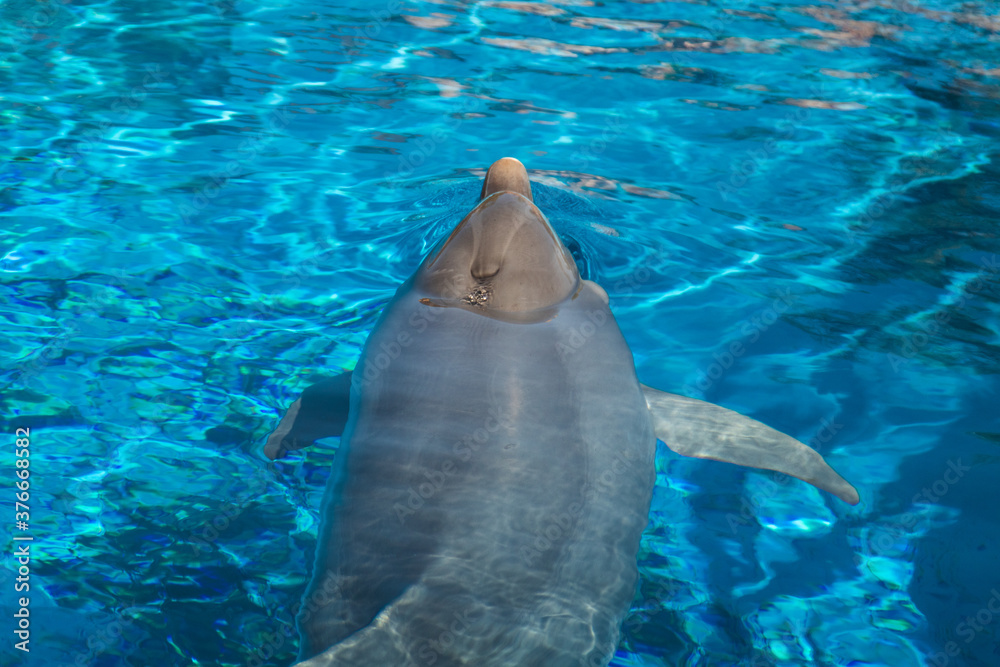 Fototapeta premium common dolphin in pool sticking its head out