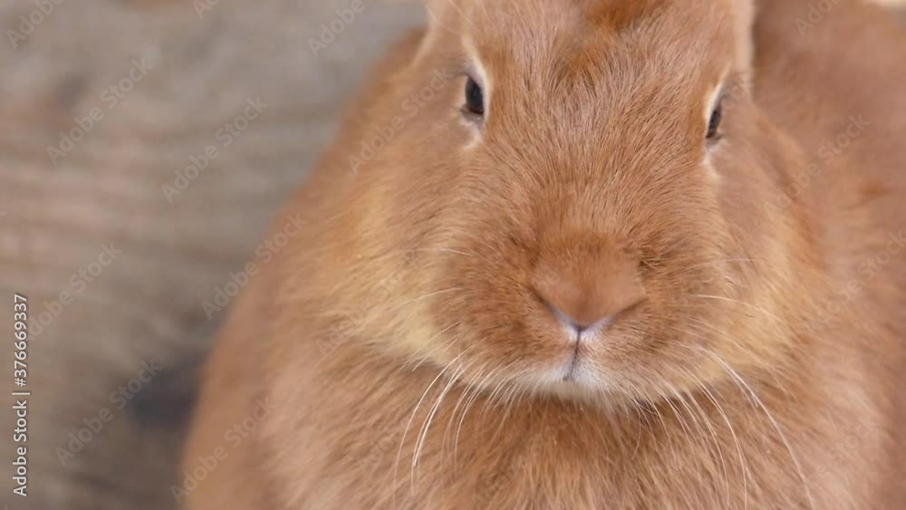 Funny muzzle close-up. A purebred rabbit eats and looks at the camera. Animal in slow motion. Funny muzzle close-up. A purebred rabbit eats and looks at the camera. Animal in slow motion.