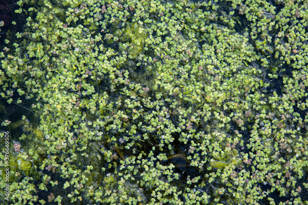 Green duckweed on clean lake water. Natural background and texture