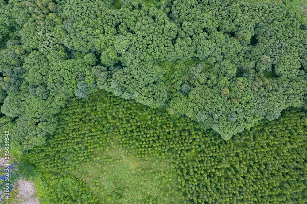 Aerial top down view on forest with green trees Aerial top down view on forest with green trees