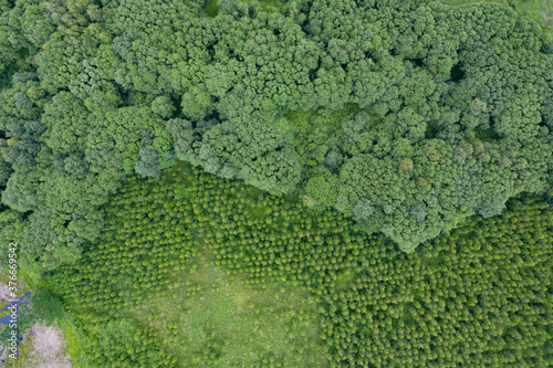 Aerial top down view on forest with green trees