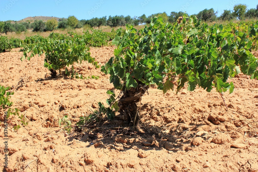 Grape plants on vineyard in the outskirts of Athens in Attica, Greece.