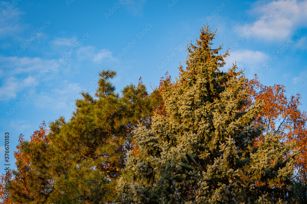 Blue spruce Picea pungens against background of golden foliage of red oak and beautiful needles of Pitsunda pine. Close-up. Evergreen landscaped garden. North Caucasus nature concept for design.