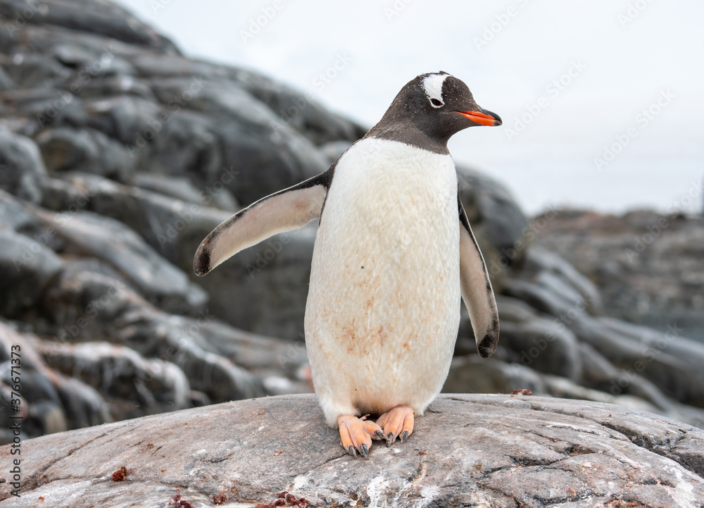Fototapeta premium Antarctica, Antarctic Peninsula, A Gentoo Penguin at the Jougla Point on Wiencke Island. With the typical wide white stripe on his head. 
