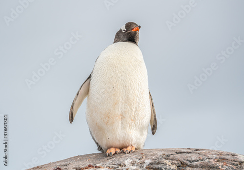 Antarctica, Antarctic Peninsula, A Gentoo Penguin at the Jougla Point on Wiencke Island. With the typical wide white stripe on his head.  photo