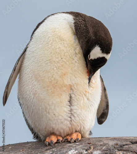 Antarctica  Antarctic Peninsula  A Gentoo Penguin at the Jougla Point on Wiencke Island. With the typical wide white stripe on his head. 