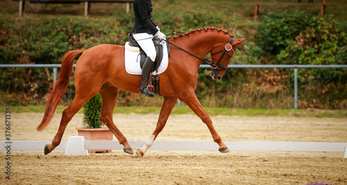 Horse Dressage Dressage horse trotting in a dressage test from the side with rider..