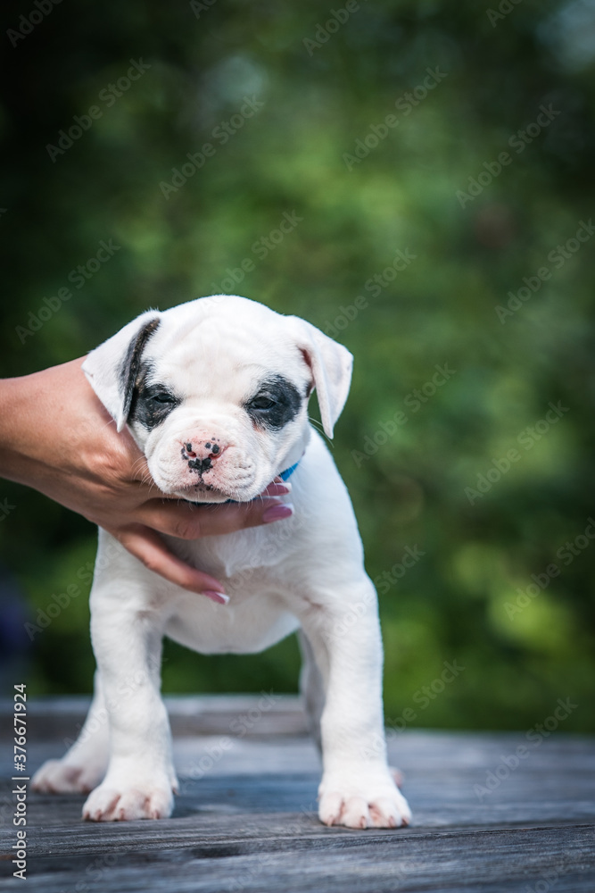 American bulldog purebred dog puppy outside. Green background and bull type dog. American bulldog purebred dog puppy outside. Green background and bull type dog.