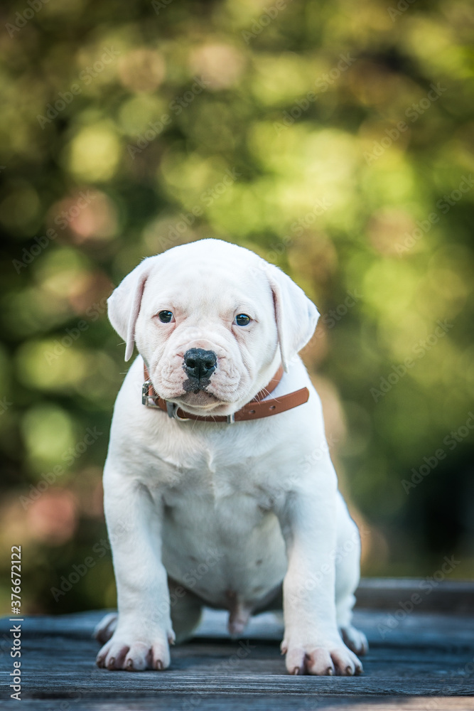 American bulldog purebred dog puppy outside. Green background and bull type dog.	