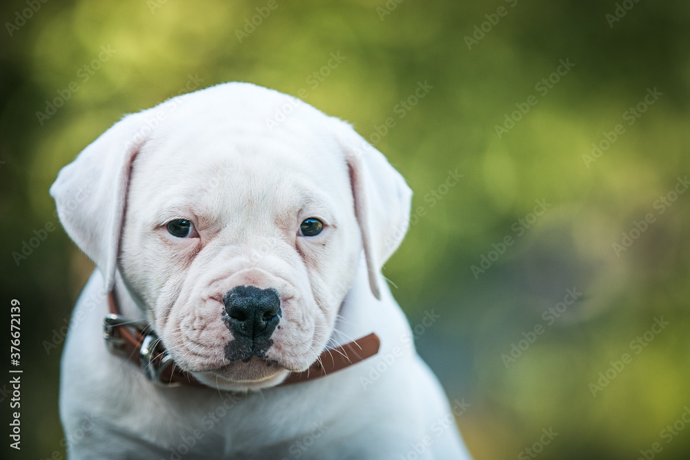 American bulldog purebred dog puppy outside. Green background and bull type dog.	