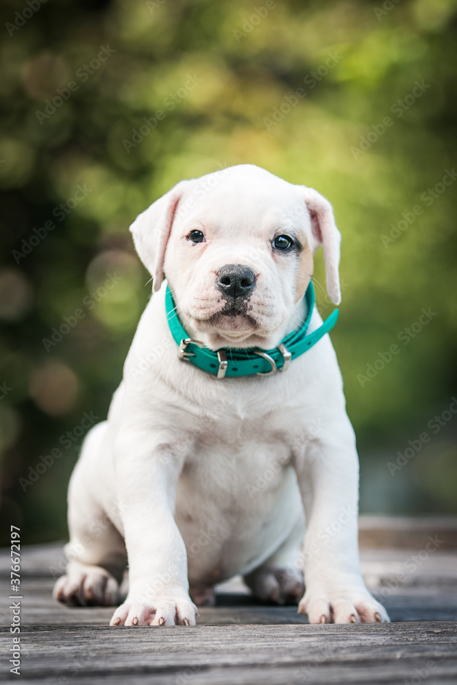 American bulldog purebred dog puppy outside. Green background and bull type dog.	