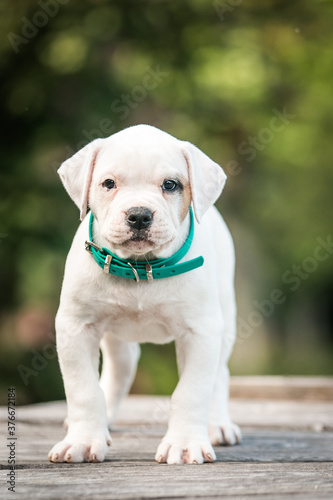 American bulldog purebred dog puppy outside. Green background and bull type dog. 