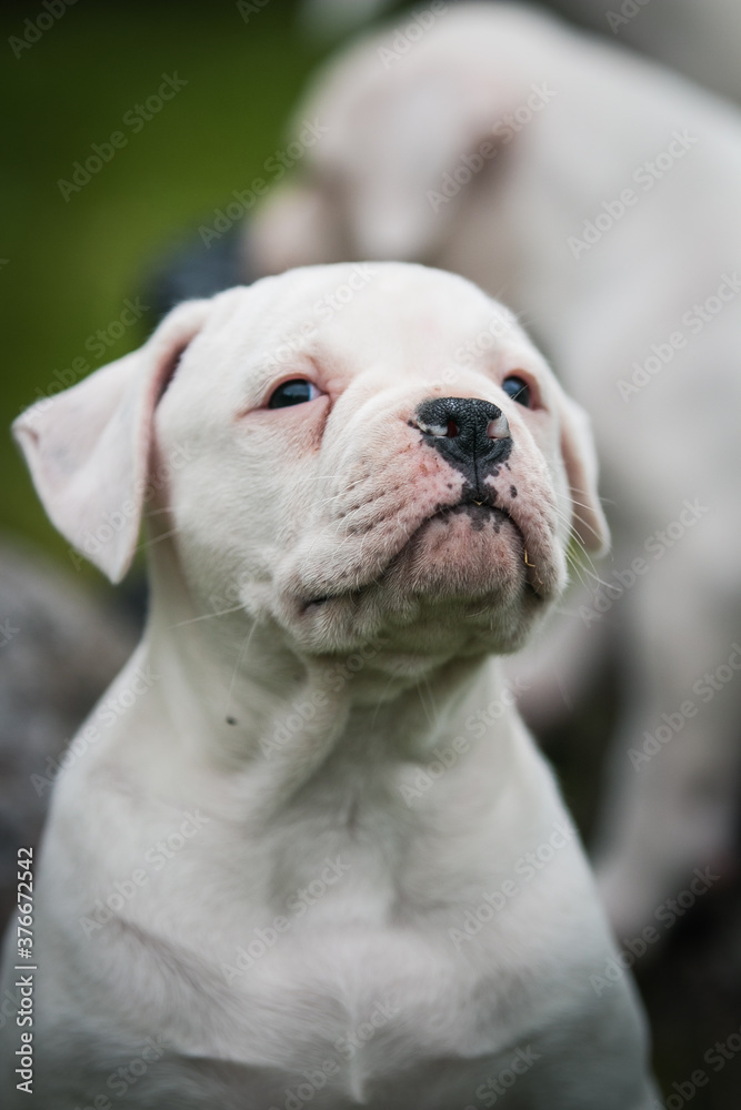 American bulldog purebred dog puppy outside. Green background and bull type dog. American bulldog purebred dog puppy outside. Green background and bull type dog.