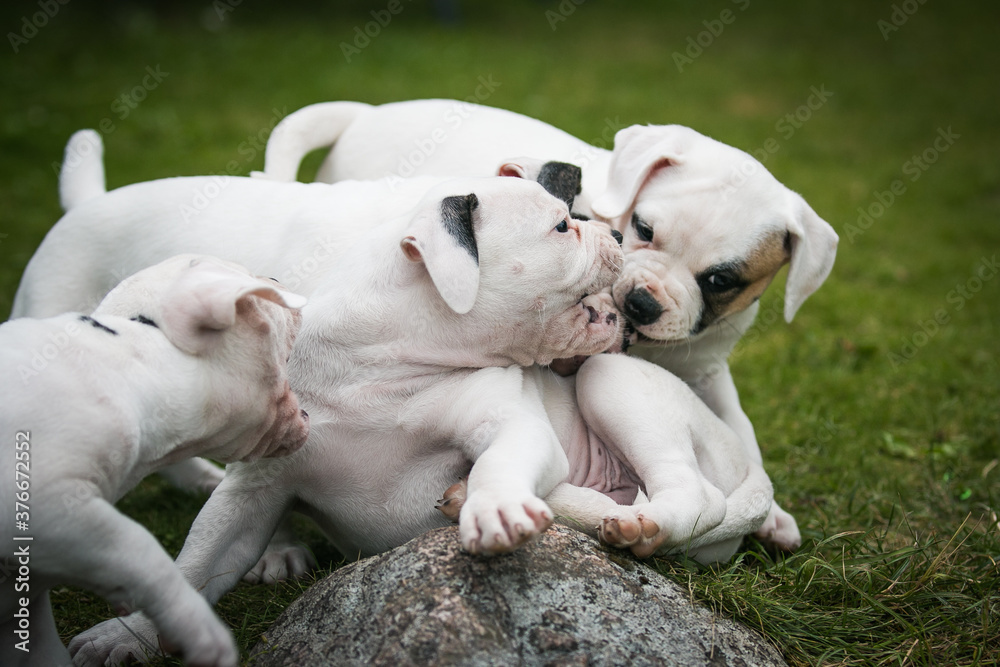American bulldog purebred dog puppy outside. Green background and bull type dog. American bulldog purebred dog puppy outside. Green background and bull type dog.