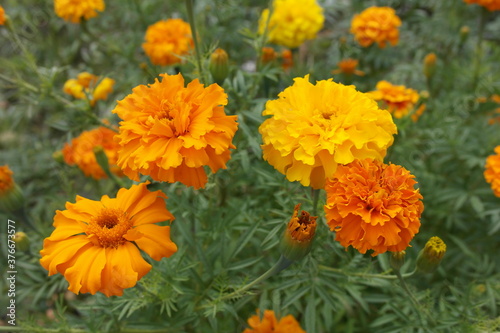 Tag  tes er  cta. Flowers marigolds erect close-up  yellow-orange color.