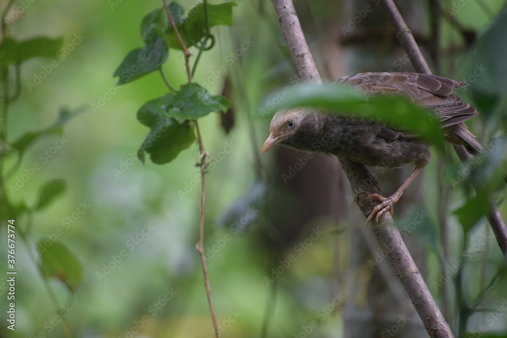 Birds are the angels in paradise
