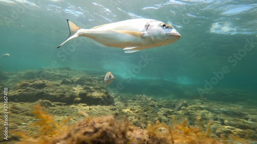 under water photo of a fish in costa brava while diving © Egoitzainhoa