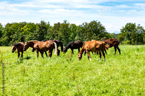 Pferde grasen auf einer Weide und ein blauer Himmel. © AIDAsign