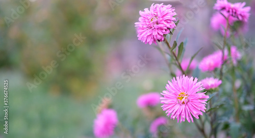 purple asters on blurred background  space for text  postcard 