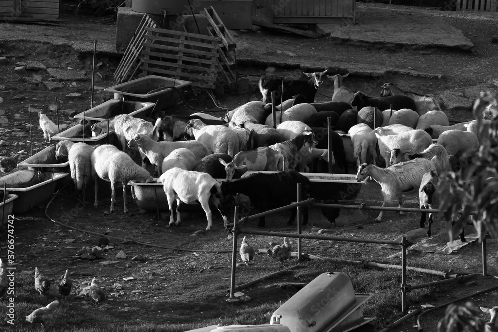 Flock of sheep and goats returning to the fold, the dogs stand guard. Black and white photo.
