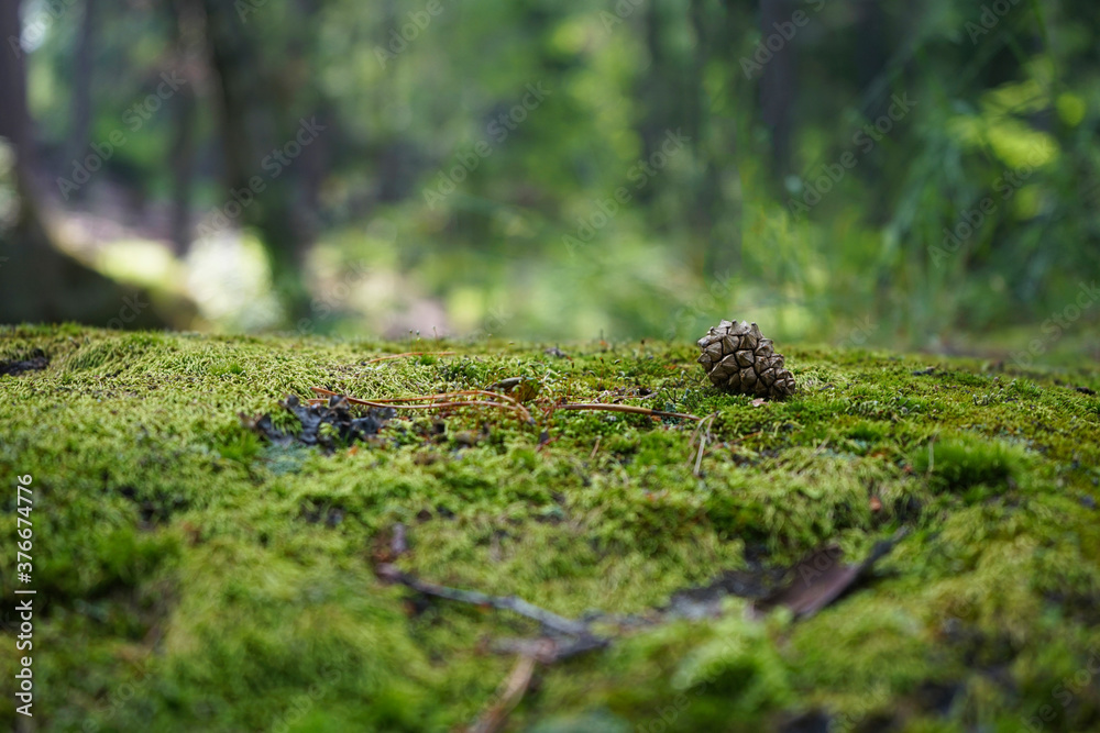 A stone covered with green moss on a blurred forest background. Close-up. Natural background with copy space for your design.