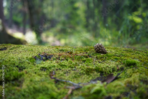 A stone covered with green moss on a blurred forest background Fototapet