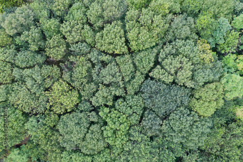 Aerial view autumn forest. Natural green background.