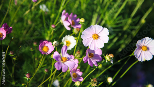 Cosmeya flower  brightly lit by the sun. Natural blooming background