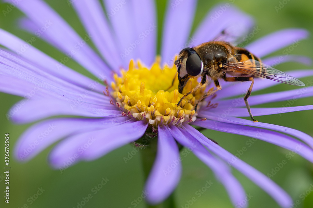 Honey bee collecting pollen from a small yellow flower Honey bee collecting pollen from a small yellow flower