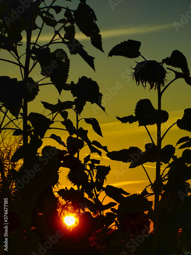 Friedliche Morgenstimmung bei Sonnenaufgang mit Sonnenblumen und Blätter Herzform