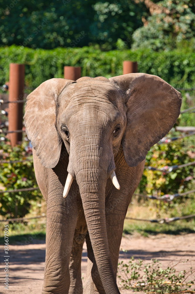 Fototapeta premium Elefant