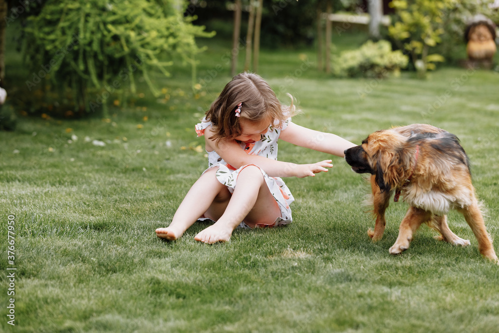 A cute little girl is playing with her pet dog outdooors on grass at home A cute little girl is playing with her pet dog outdooors on grass at home