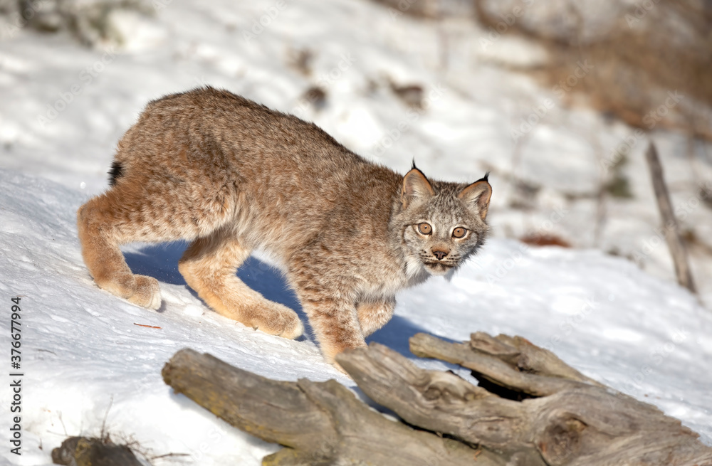 Canada Lynx kitten (Lynx canadensis) walking in the winter snow in Montana, USA